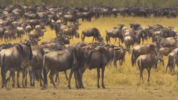 Wildebeests in Maasai Mara National Reserve alt