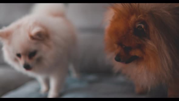 Pomeranian Puppies Sitting on the Couch