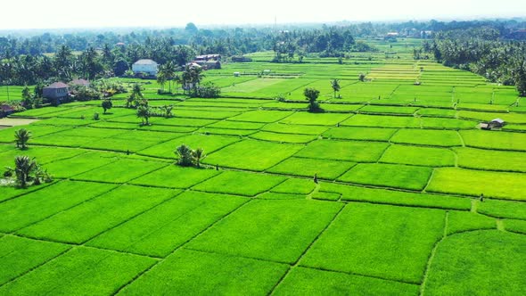 Aerial above tourism of tranquil seashore beach adventure by blue water with white sand background o alt