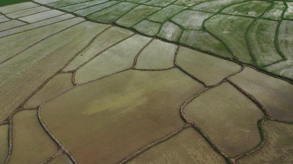 Aerial drone view of agriculture in rice on a beautiful field filled with water alt