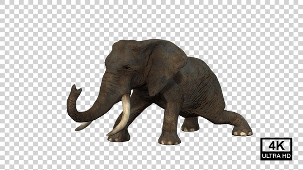 Elephant Wake Up Angle View alt