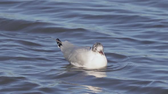 Close view of lone grey-headed gull swimming in wavy water alt