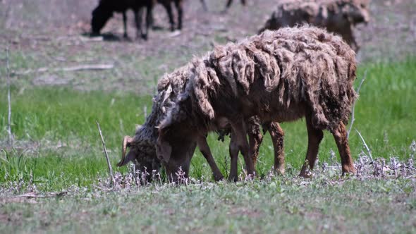 Sheeps graze in a meadow and eat green grass in hot summer haze