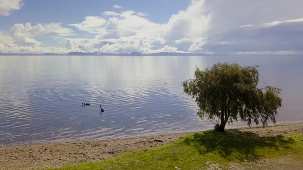 Lake with black swans alt