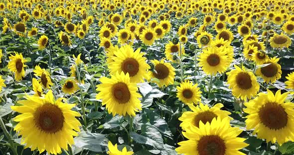 Sunflower field, field of blooming sunflowers on a background sunset alt