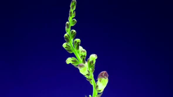 Time lapse footage of a flower blooming on a blue screen.