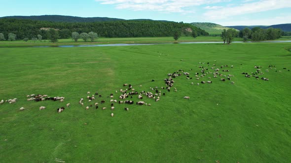 Sheep graze on a green meadow