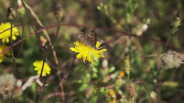 Butterfly Collects Pollen Sitting at Wild Yellow Dandelion
