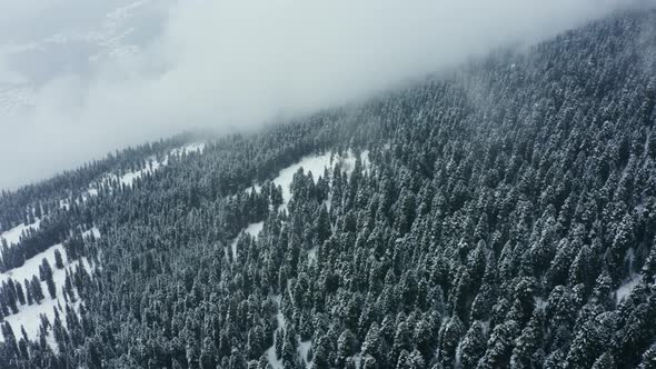 Aerial View at Mountain Winter Forest