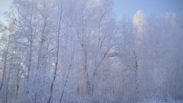 Walk Through the Winter Forest with Snowcovered Trees on a Beautiful Frosty Morning alt