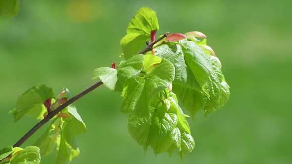 Apple Tree Twig with Young Leaves and Buds