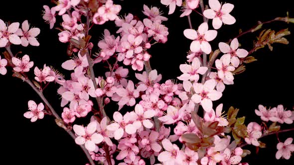 Pink Flowers Blossoms on the Branches Cherry Tree alt