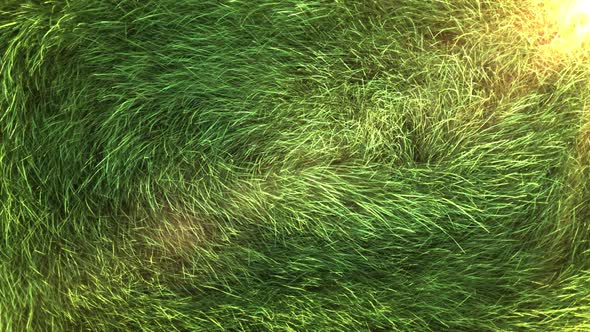 Grass Background , Motion Graphics 