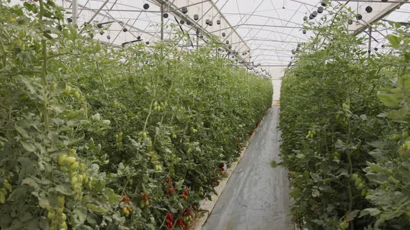 Tomato plants growing in a large scale greenhouse under controlled conditions alt