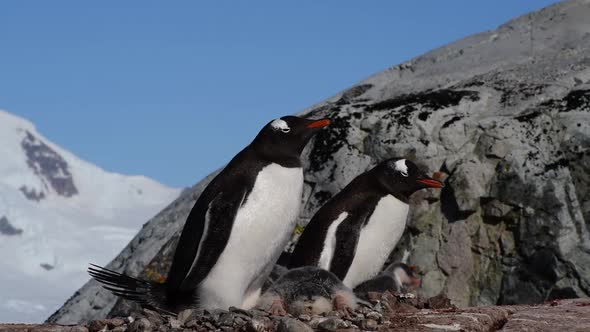 Gentoo Penguins on the Nest in Antarctica