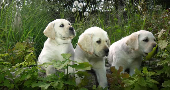 Yellow Labrador Retriever, Puppies in the Vegetation, Normandy in France, Slow Motion 4K alt
