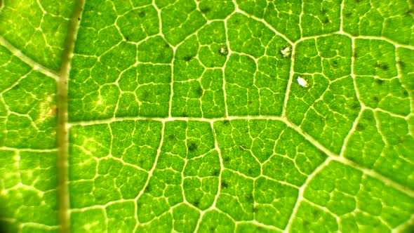 Green Leaf Analysis