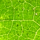 Green Leaf Analysis - VideoHive Item for Sale
