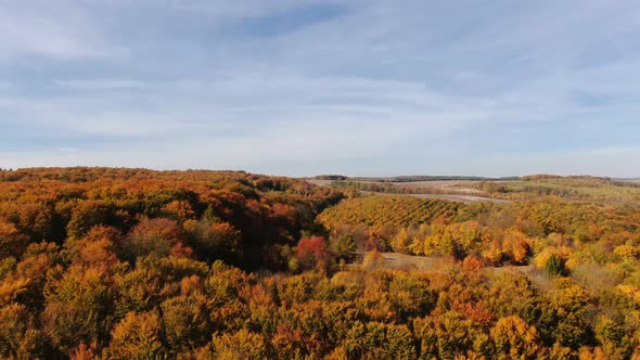 Drone Flight Over Fall Forest. Autumn Leaves and Trees. Orange, Red, Yellow and Green