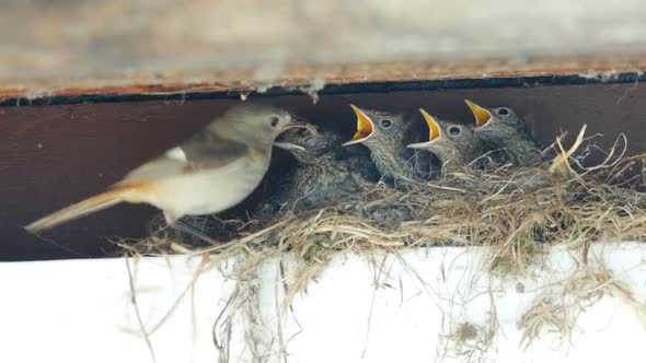 Feeding and defecation of Redstart nestling in the nest. alt