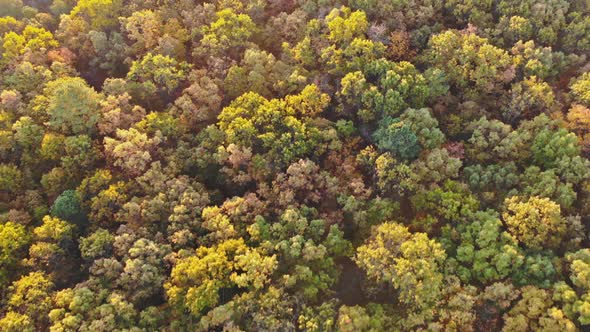 Aerial view over landscape of deciduous forest of the autumn forest in the from a height alt