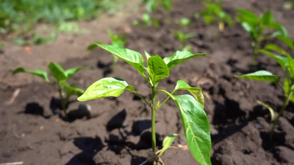 Slow Motion, Organic Pepper Bush Growing on Farmland in the Sun. Eco-friendly Farming alt