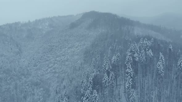 Aerial shot: spruce and pine winter forest completely covered by snow. alt