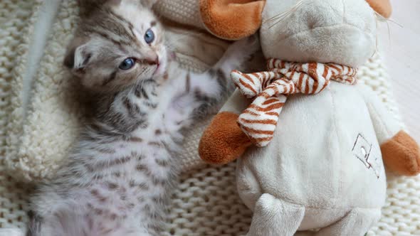 Lovely Scottish Fold Kitten Plays with the Toy
