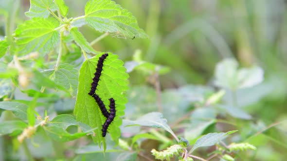 Three Black Caterpillars on Nettle Leaf