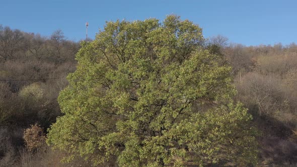 Old oak from genus Quercus treetop by autumn 4K aerial video alt