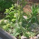 Sun shining on green plants in garden edge decoration. Solar panel powered light in between of plant