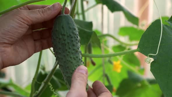 Farmers Hands Picks Cucumber in Greenhouse