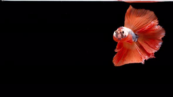 slow motion of Siamese fighting fish (Betta splendens), well known name is Plakat Thai