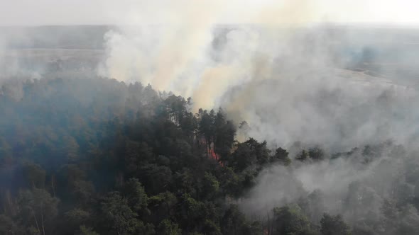 View From the Top of the Forest That Is Burning. A Fire That Burns in a Dry Forest on a Sunny Day alt
