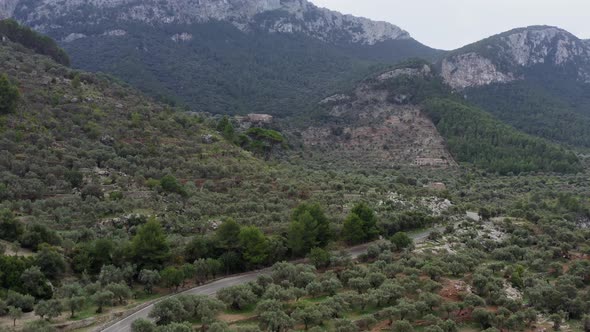 Aerial View of Fields with Olive Trees Growing in a Landscape City alt