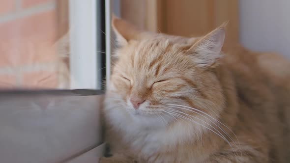 Cute Ginger Cat Dozing on Window Sill. Close Up Slow Motion Footage of Fluffy Pet. alt
