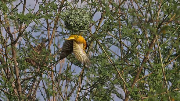 Northern Masked Weaver, ploceus taeniopterus, Male and Female standing on Nest, in flight alt