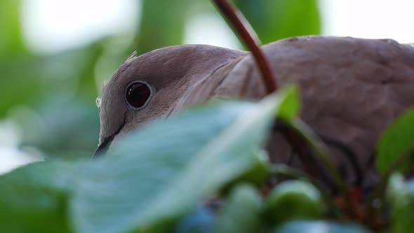 Dove in a Cherry Nest