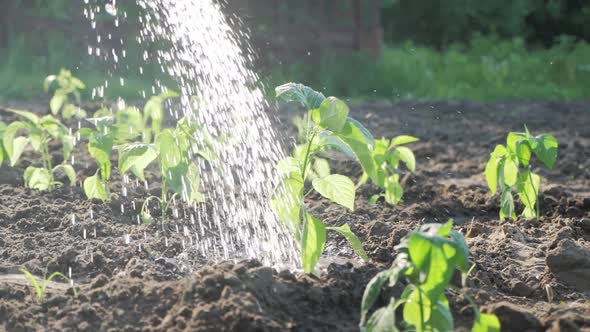 Slow Motion Watering Seedling Tomato in the Garden alt