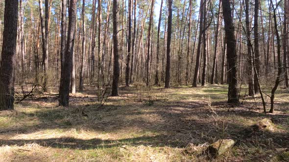 Forest with Pines with High Trunks During the Day alt