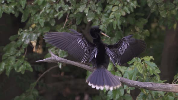 Anhinga bird, seen from behind, stands on tree branch and flaps wings alt