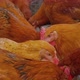 Hens eating cereals in the countryside farm - VideoHive Item for Sale