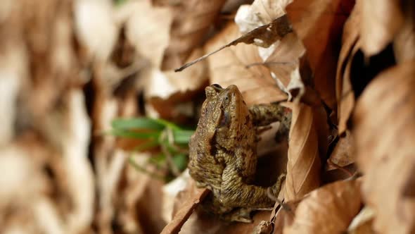 Two brown frogs sit in dry leaves in the forest.