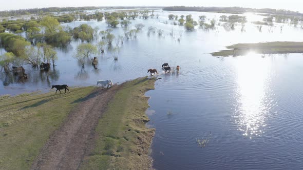 The Horse Herd Graze Along the Shore of the Lake. Wild Horses in Nature