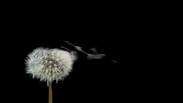 Amazing Macro Shot of Dandelion Being Blown in Super Slow Motion on Black Background alt