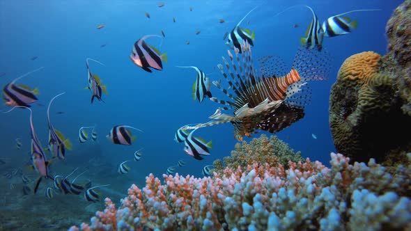 Tropical Colorful Underwater Seascape Lion-Fish Banner-Fish alt