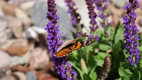 A painted lady butterfly feeding on nectar and pollinating purple flowers during spring bloom SLOW M alt