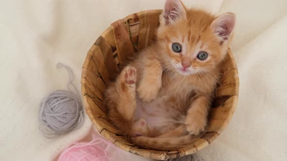 Striped Curious Red Kitten Sitting in Basket with Pink and Grey Balls Skeins of Thread on White Bed alt