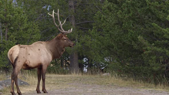 Bull Elk at the edge of a forest watching others as they graze alt