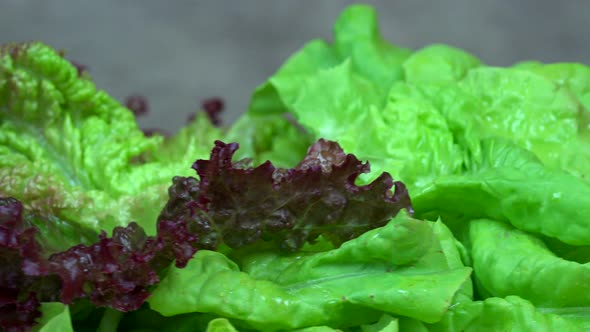 Organic Lettuce Leaves. Healthy Nutrition